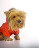 Luxy Orange Köpek Montu, Köpek Ceketi, Köpek Dış Giyim - 12