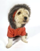 Luxy Orange Köpek Montu, Köpek Ceketi, Köpek Dış Giyim - 10
