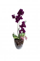 TOPTANBULURUM Yakamoz Orkide Saksı No 3 KRS-463 - 1