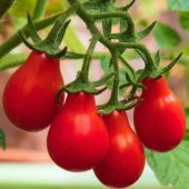 Red Pear Kırmızı Ampül Domates Tohumu (15 tohum) - 1