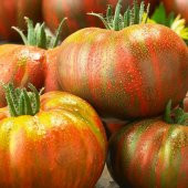 Çizgili Berkeley Tie Dye Domates Tohumu (15 tohum) - 1