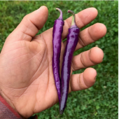 Long Hot Mor İnce Acı Biber Tohumu (15 adet) - 1