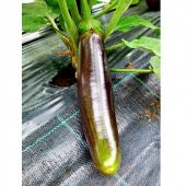 Bangladeshi Long Etli  Patlıcan Tohumu (15 tohum) - 1