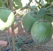 Giant Thai Dev Yeşil Patlıcan Tohumu (15 tohum) - 2