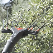 Castellari Vertigo 30v Akülü Ve Taraklı Zeytin Hasat Makinası - 3