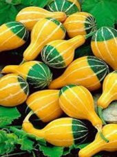 Sarı Yeşil Kabak Tohumu 50 adet Karışık paket - 1