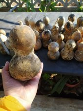 Ham Su Kabağı Midi Boy Okul Etkinlikleri Ve Boyamalar İçin Uygun - 1