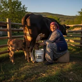 Birecik Yöresinin Taze Köy Peyniri | Doğal Katkısız, Tam Yağlı İnek Sütünden – 5 KG Lezzet - 4