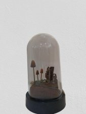 Gaın Dıorama Mushrooms Psılocybe Semılanceata - 2