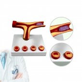 Damar Maketi Tıp Eğitim Maketi Model 47 - 1