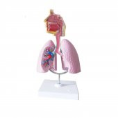 Akciğer Tıp Eğitim Maketi Model 48 - 1