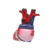 Kalp Tıp Eğitim Maketi Model 51 - 4