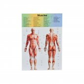 Asya Oyuncak The Human Body İnsan Vücut Tanıma Seti - 3