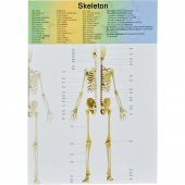 Asya Oyuncak The Human Body İnsan Vücut Tanıma Seti - 4