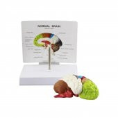 Renkli Beyin Maketi Model 47 - 1