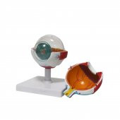 Göz Maketi Model 50 - 1