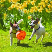 Kong Bounzer Zıplayan Yumuşak Köpek Oyuncak L 20 Cm - 9