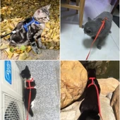 Kedi Boyun ve Göğüs Tasması - 2