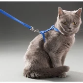 Kedi Boyun ve Göğüs Tasması - 1