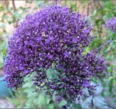 Trakelyum Tohumu ( Uzun boylu Kesmelik ) - Mor Renkli - 5 Tohum - 1