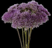 Trakelyum Tohumu ( Uzun boylu Kesmelik ) - Mor Renkli - 5 Tohum - 2