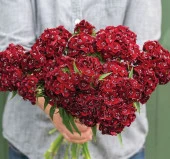 Karanfil Tohumu ( Çok Uzun ve Tek Kat Çiçek ) - Koyu Kırmızı Renkli - 5 Tohum - 2