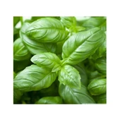 North Star Seed Yeşil Reyhan 2GR - 1