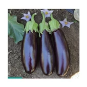 Agrokar Aydın Siyahı Patlıcan 10GR - 1