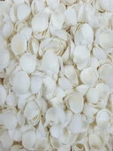 Deniz Kabuğu thumbnail 2