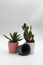 Tardan Paris 3lü Mini Seramik Kaktüs Saksı Seti - 1