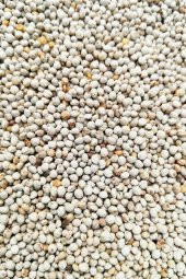Kuşlarınız İçin Perilla Tohumu 100 Gram - 2