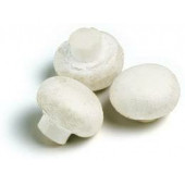 Kültür mantarı tohumu 1 kg - 2