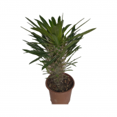Madagaskar Palmiyesi -Pachypodium Lamerei 3-5 cm Uzunluğunda Teraryum, Kaktüs - 1