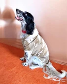 Soft Kamuflaj Sweatshirt Orta ve Büyük Irklar İçin - 1