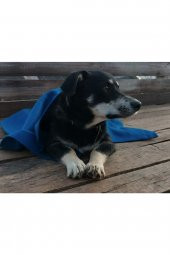 Kedi Köpek Polar Battaniye Gece Mavisi - 2