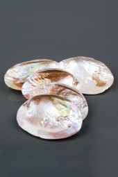 Istiridye Sedef Deniz Kabuğu thumbnail 2