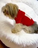 Rudolph Geyikli Köpek Tişörtü Yılbaşı Noel Christmas Köpek Elbisesi - 5