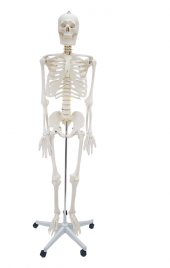 ERKENTMED WILLIAM İNSAN İSKELET MODELİ TAM BOY 180 CM İSKELET AFİŞ HEDİYELİ - 1