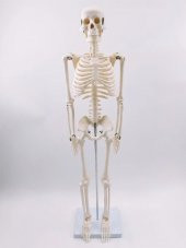 ERKENTMED JOE İNSAN İSKELET MODELİ  85 CM 1/2 BOY - 1
