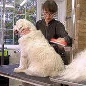 Köpeklere Medium Kolay Temizlenir Uzun Tüylü Tarama Fırçası Toplayıcı Çelik Tarak - 11