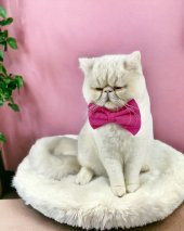 Pinky Pie Kedi Papyonu - 1