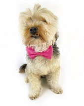 Pinky Pie Köpek Papyonu Kurdela - 2