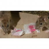 Girist Badcat Koku Yaptırmayan Kesin Etkili Fare Pastası Zehiri 10 x 10 gr - 2