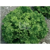 Bursa Tohum BT Bursa Kışlık Kıvırcık 016 25 gr İri Kıvırcık 5 Paket - 1