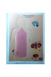 Boşaltım Sistemi Karton Proje Ödev Maketi - 1