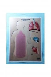 Solunum Sistemi Karton Proje Ödev Maketi - 1