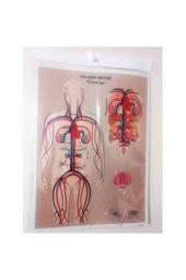 Dolaşım Sistemi Karton Proje Ödev Maketi - 1