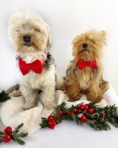 Mini Rouge Köpek Papyonu Kurdela Tasma Yılbaşı Noel - 1