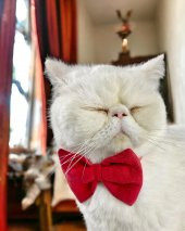 Maxi Rouge Kedi Papyonu Kurdela Tasma Yılbaşı Noel - 1
