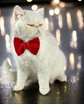 Maxi Rouge Kedi Papyonu Kurdela Tasma Yılbaşı Noel - 4